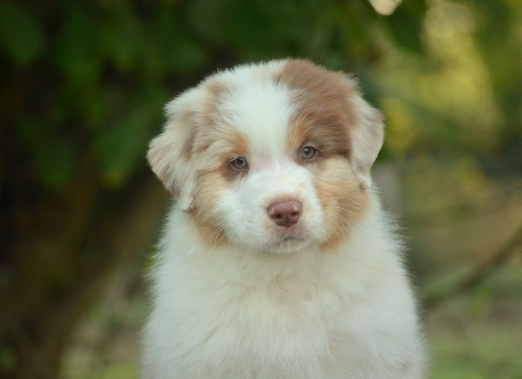 de la Féerie de l'Hermine - Chiots disponibles - Berger Australien