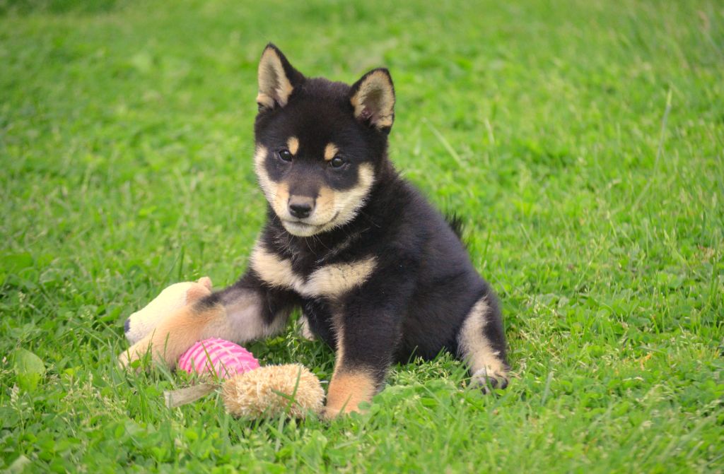 de la Féerie de l'Hermine - Chiots disponibles - Shiba