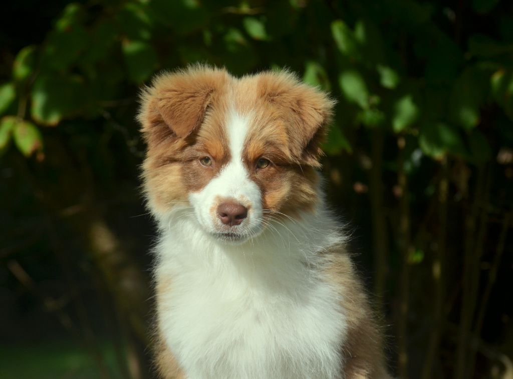 de la Féerie de l'Hermine - Chiots disponibles - Berger Australien