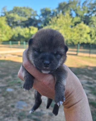 CHIOT 2