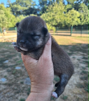 CHIOT 3