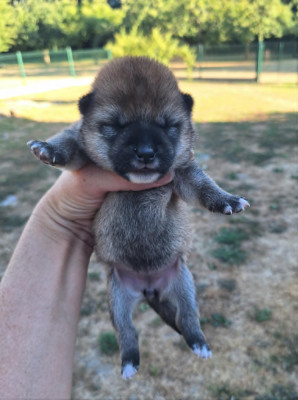 CHIOT 4