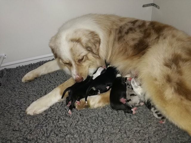 Chiot Berger Australien de la Féerie de l'Hermine