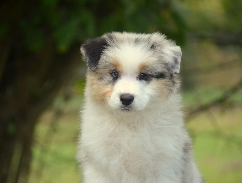 de la Féerie de l'Hermine - Chiots disponibles - Berger Australien